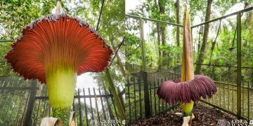 Bunga Bangkai Mekar di Kebun Raya Cibodas Saat Merayakan HUT ke-172_womanindonesia.co.id
