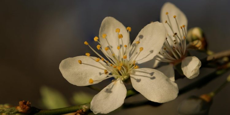 Mengenal Manfaat Ekstrak Bunga Magnolia untuk Kulit, Benarkah Aman untuk Ibu Hamil?_Womanindonesia.co.id