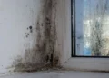 Waspada 5 Bahaya Black Mold, Begini Cara Menghilangkannya!_Womanindonesia.co.id