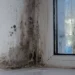 Waspada 5 Bahaya Black Mold, Begini Cara Menghilangkannya!_Womanindonesia.co.id