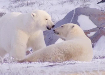 Deretan Tontonan Seru September–Oktober 2025: Dari Romansa hingga Horor_Womanindonesia.co.id